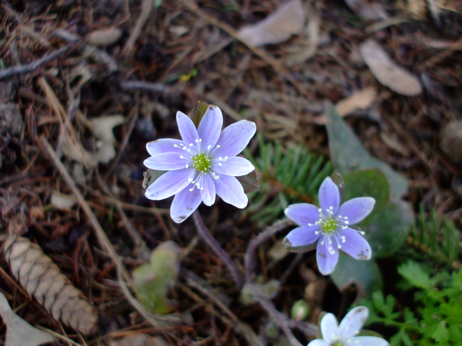 Hepatica americana
